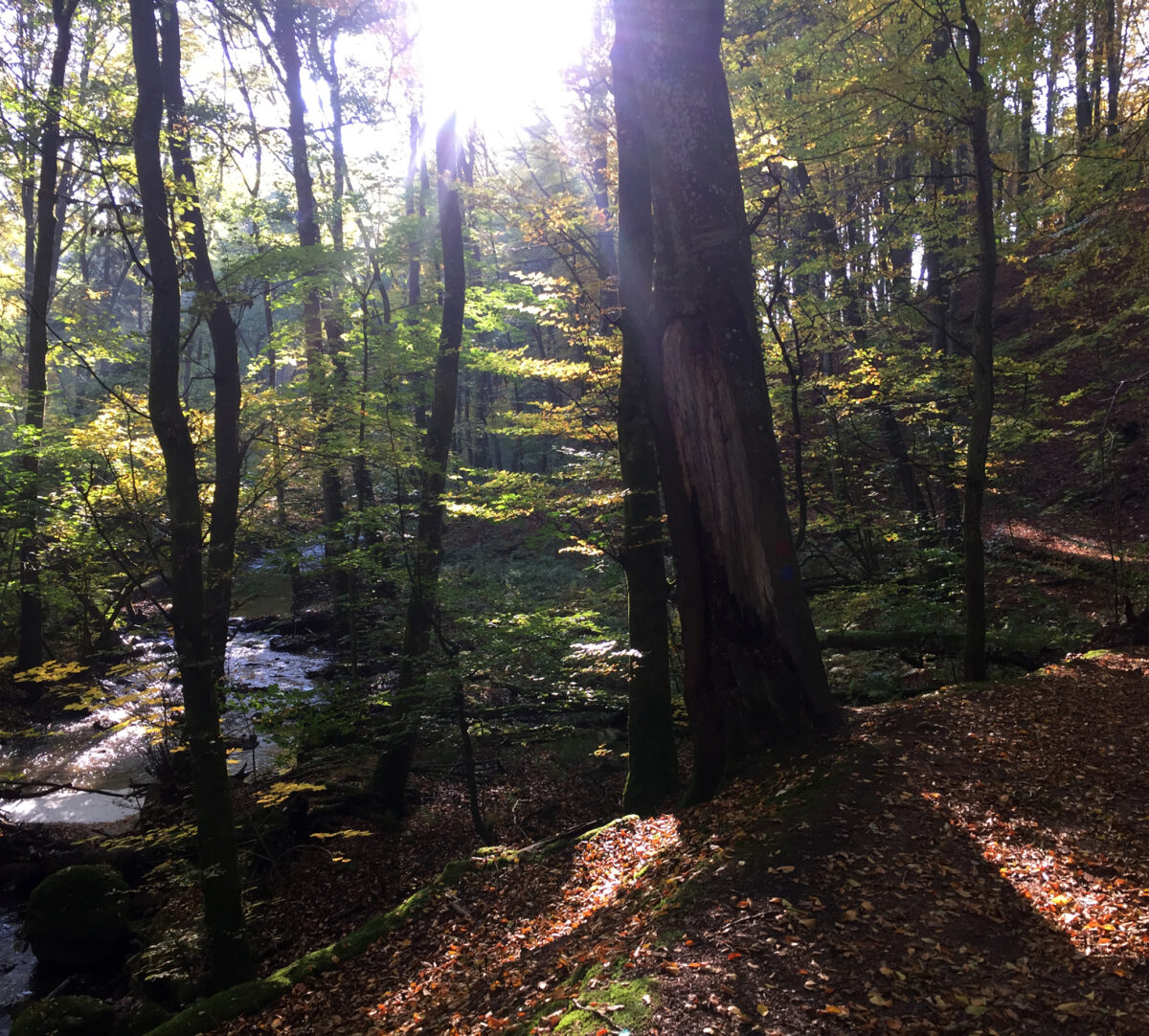 Foto på skog med solstrålar som når marken och en å.