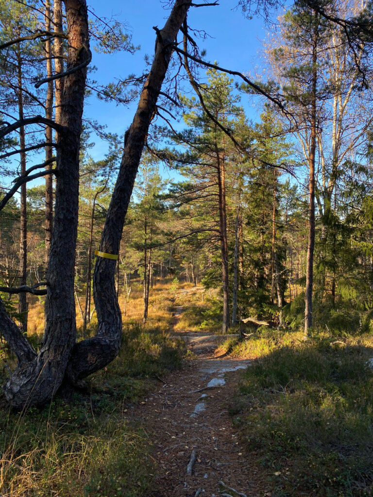 Stig i skogen.