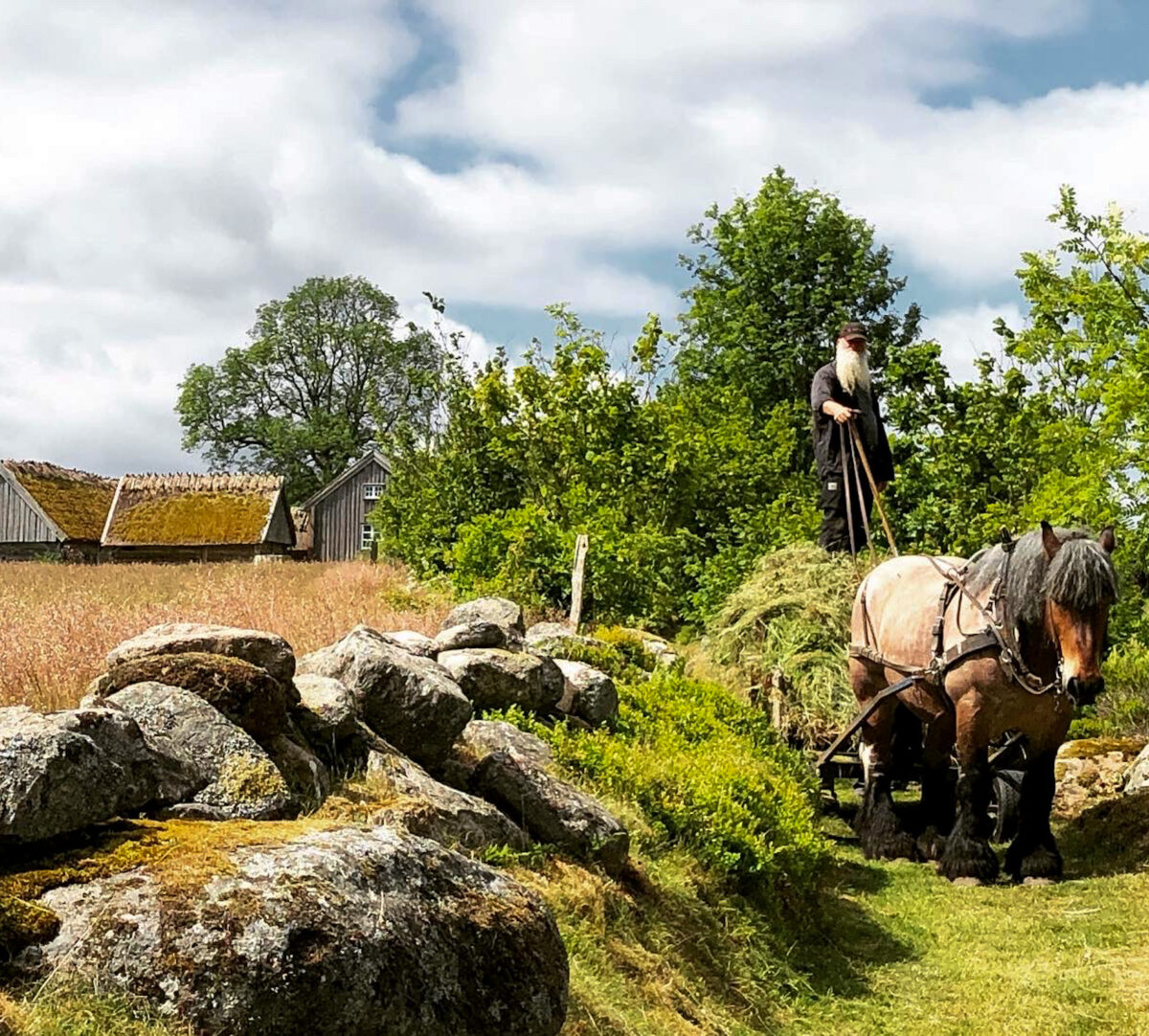 En bonde från byn Äskhult står på ett hölass som dras av en arbetshäst. Foto.