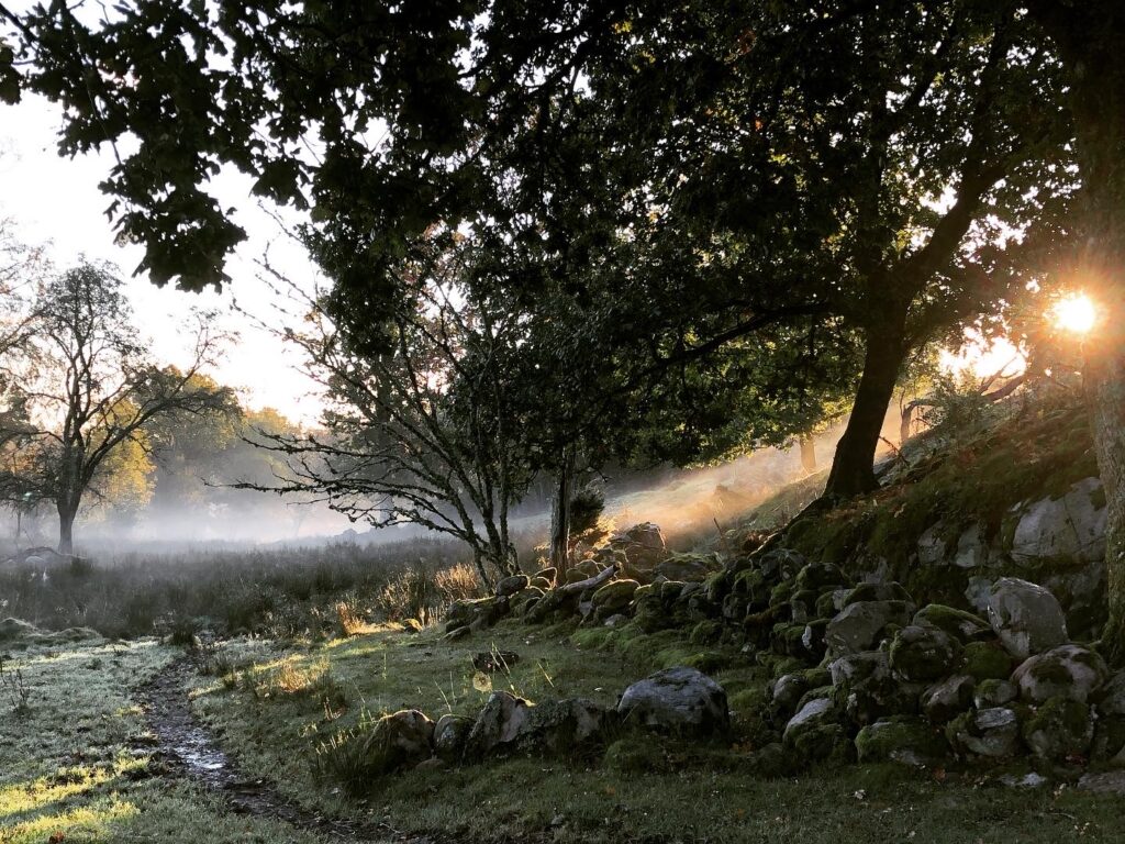 Disig gryning i en hage; vid Äskhult, avgränsad med en stenmur. Foto.