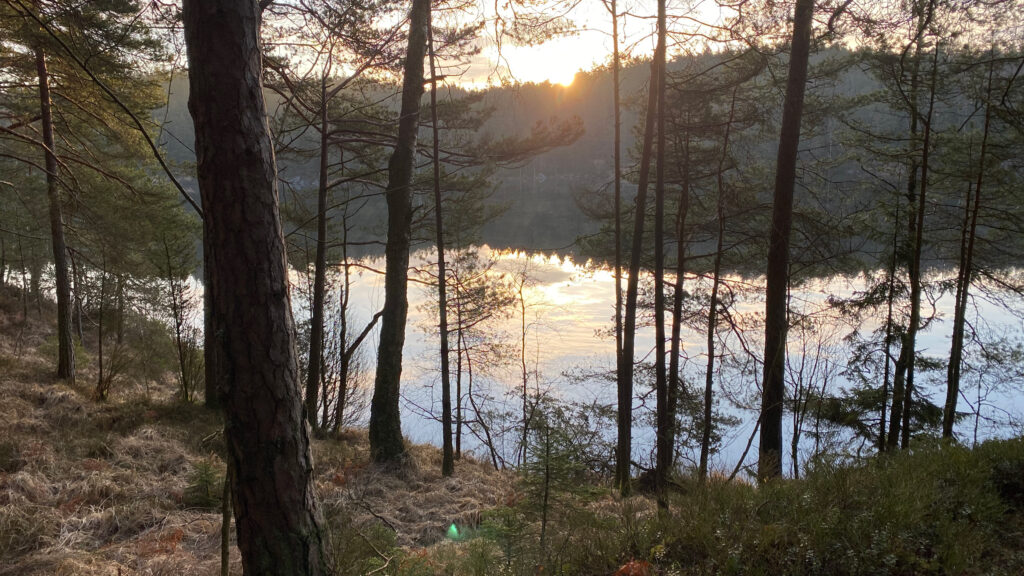 Utsikt över sjö och skog. Foto.