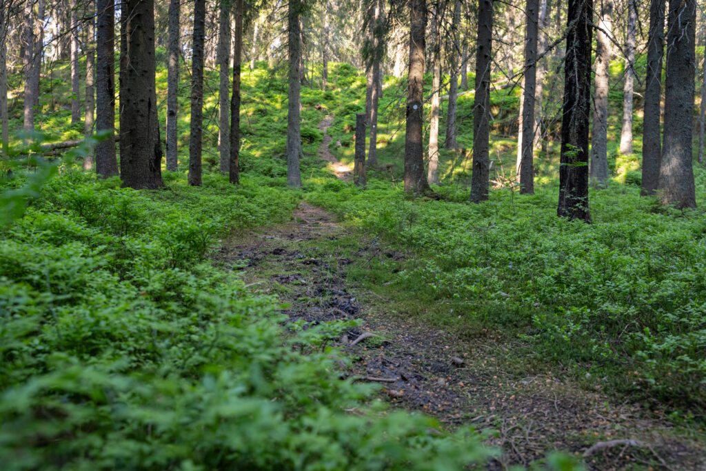 Slingrig stig i skog. Foto.
