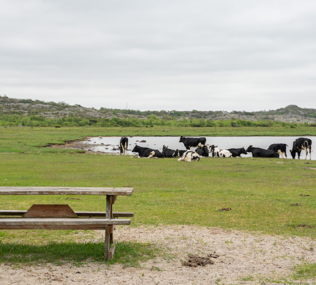 Foto på strandäng med kor och ett bänkbord i förgrunden.