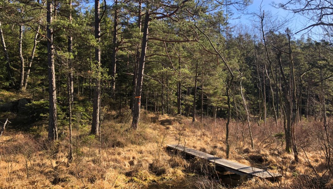 Bild av en spång
